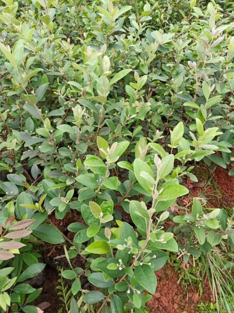 桃金娘捻子树苗四季种植别墅庭院开花树盘栽户外绿化盆景观赏