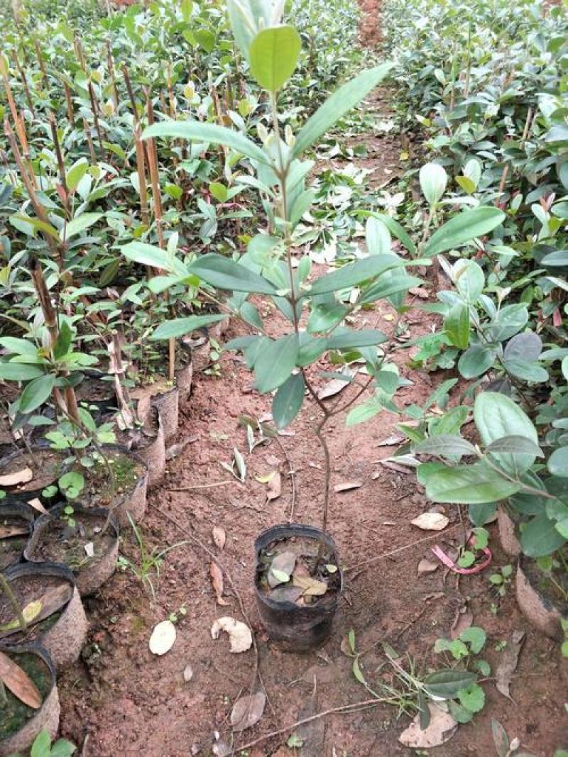 桃金娘捻子树苗四季种植别墅庭院开花树盘栽户外绿化盆景观赏
