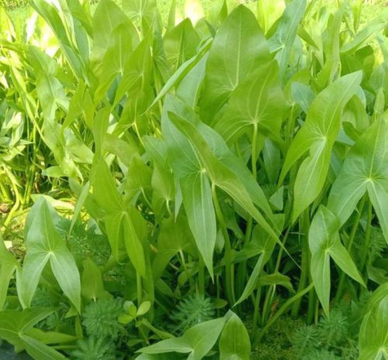 水生植物慈姑苗茨菇种球慈姑草水培花卉净化水面慈姑燕尾草
