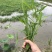 水生植物慈姑苗茨菇种球慈姑草水培花卉净化水面慈姑燕尾草