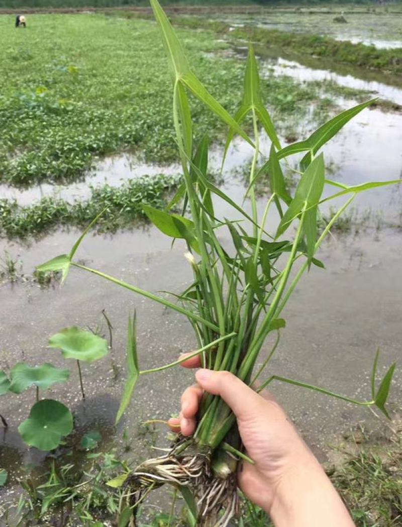 水生植物慈姑苗茨菇种球慈姑草水培花卉净化水面慈姑燕尾草