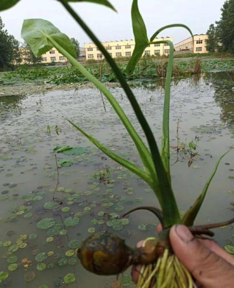 水生植物慈姑苗茨菇种球慈姑草水培花卉净化水面慈姑燕尾草