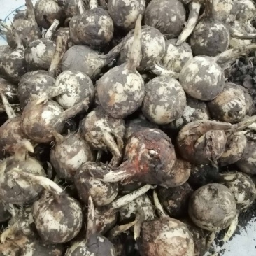 水生植物慈姑苗茨菇种球慈姑草水培花卉净化水面慈姑燕尾草