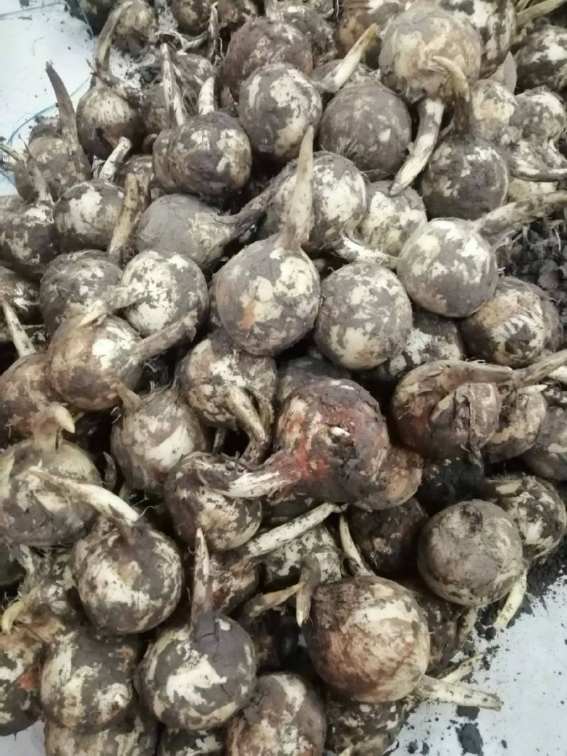 水生植物慈姑苗茨菇种球慈姑草水培花卉净化水面慈姑燕尾草