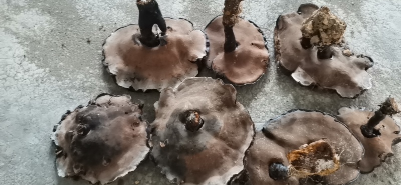 野生灵芝，纯正野生！十万大山深处里自然生长！数量不多！