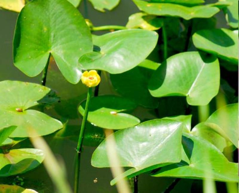 盆栽水生萍蓬草圆叶萍荇菜浮萍水浮莲黄金莲根系发达净化水质