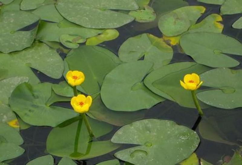 盆栽水生萍蓬草圆叶萍荇菜浮萍水浮莲黄金莲根系发达净化水质