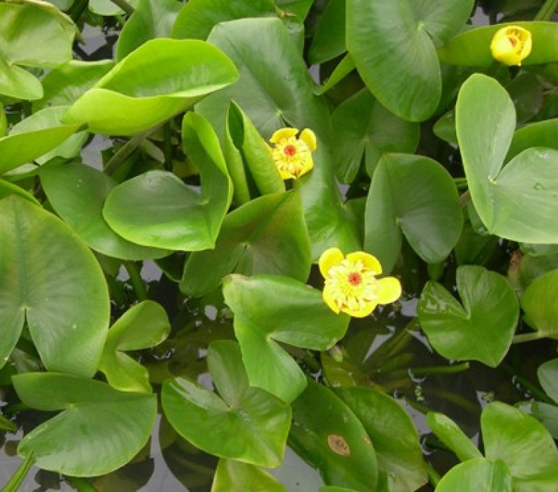 盆栽水生萍蓬草圆叶萍荇菜浮萍水浮莲黄金莲根系发达净化水质