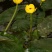 盆栽水生萍蓬草圆叶萍荇菜浮萍水浮莲黄金莲根系发达净化水质