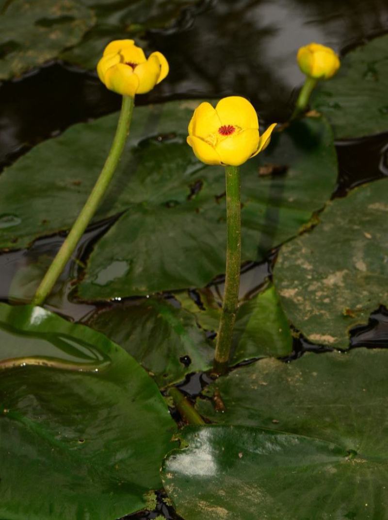 盆栽水生萍蓬草圆叶萍荇菜浮萍水浮莲黄金莲根系发达净化水质