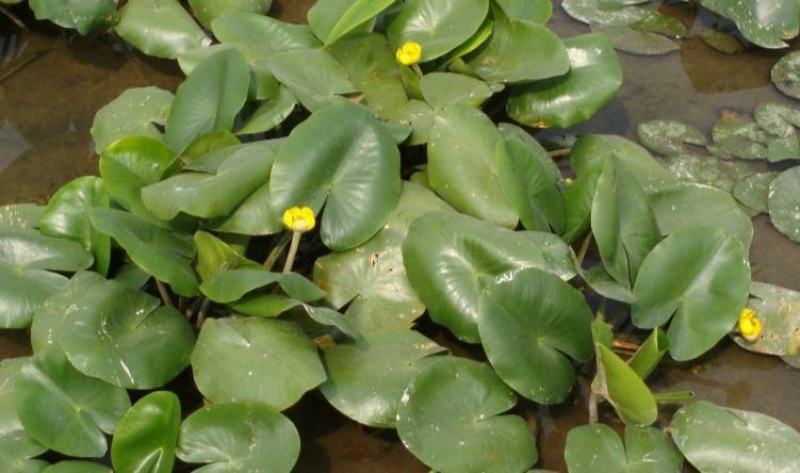盆栽水生萍蓬草圆叶萍荇菜浮萍水浮莲黄金莲根系发达净化水质