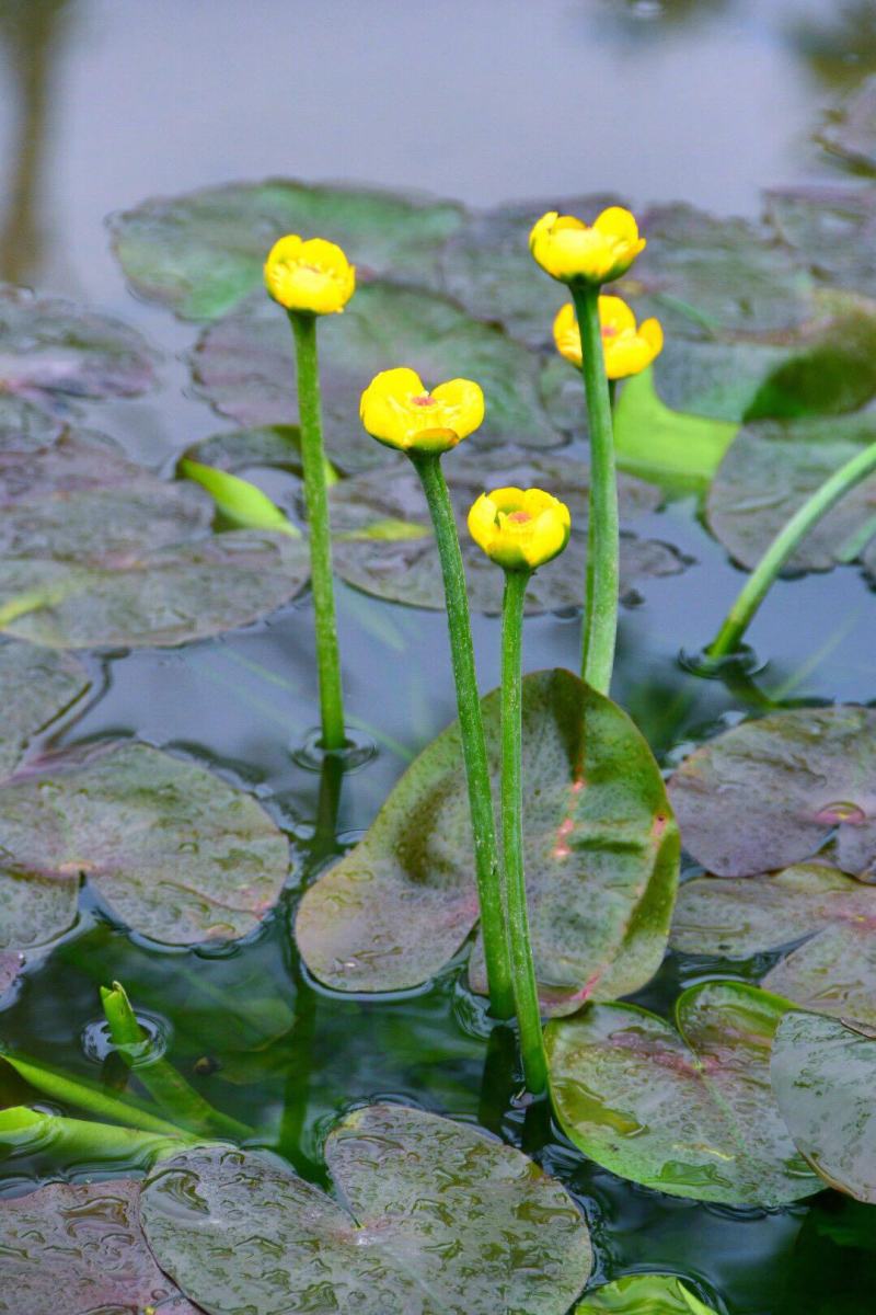 盆栽水生萍蓬草圆叶萍荇菜浮萍水浮莲黄金莲根系发达净化水质