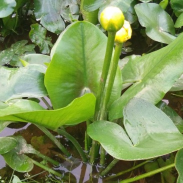 盆栽水生萍蓬草圆叶萍荇菜浮萍水浮莲黄金莲根系发达净化水质