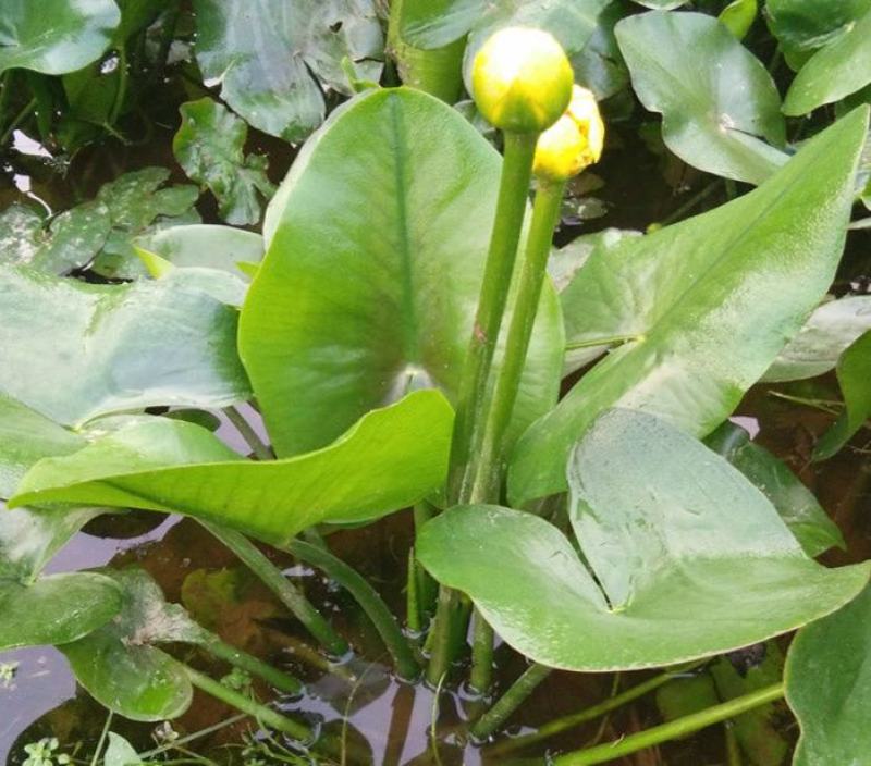盆栽水生萍蓬草圆叶萍荇菜浮萍水浮莲黄金莲根系发达净化水质