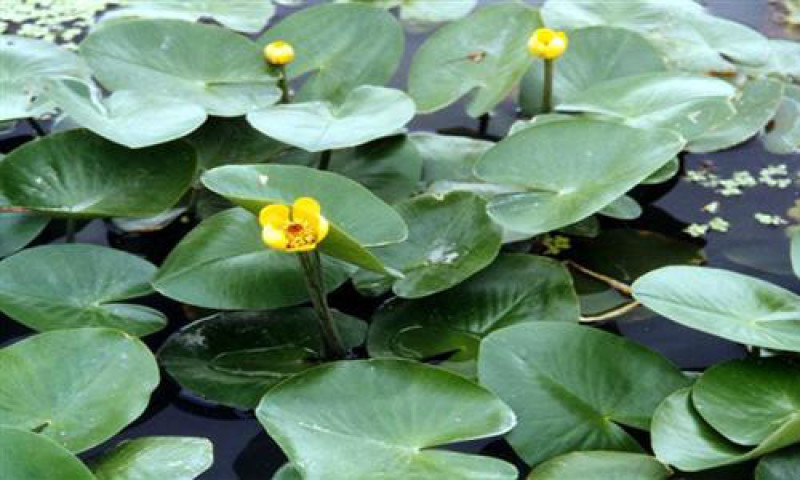 盆栽水生萍蓬草圆叶萍荇菜浮萍水浮莲黄金莲根系发达净化水质