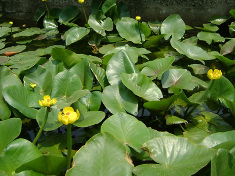 盆栽水生萍蓬草圆叶萍荇菜浮萍水浮莲黄金莲根系发达净化水质