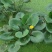 盆栽水生萍蓬草圆叶萍荇菜浮萍水浮莲黄金莲根系发达净化水质