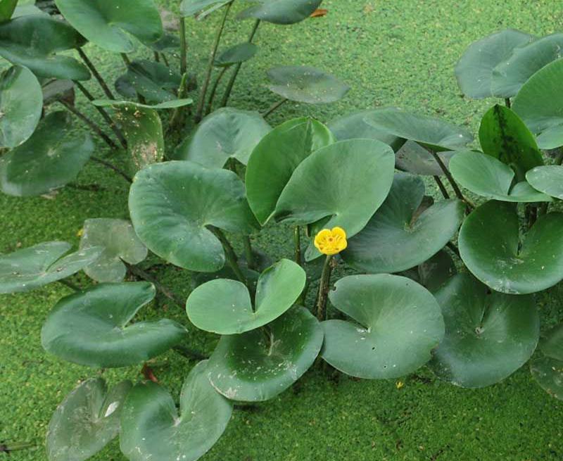 盆栽水生萍蓬草圆叶萍荇菜浮萍水浮莲黄金莲根系发达净化水质