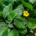 盆栽水生萍蓬草圆叶萍荇菜浮萍水浮莲黄金莲根系发达净化水质