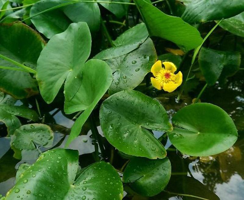 盆栽水生萍蓬草圆叶萍荇菜浮萍水浮莲黄金莲根系发达净化水质