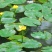 盆栽水生萍蓬草圆叶萍荇菜浮萍水浮莲黄金莲根系发达净化水质