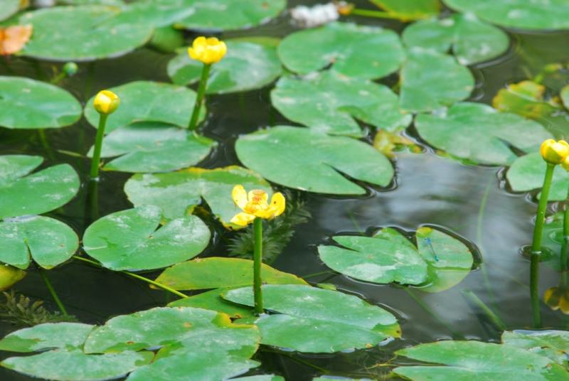 盆栽水生萍蓬草圆叶萍荇菜浮萍水浮莲黄金莲根系发达净化水质