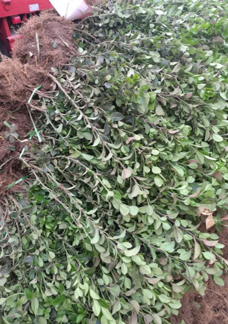 卫矛苗卫矛树苗绿化苗各种树苗四季常青工程绿化苗