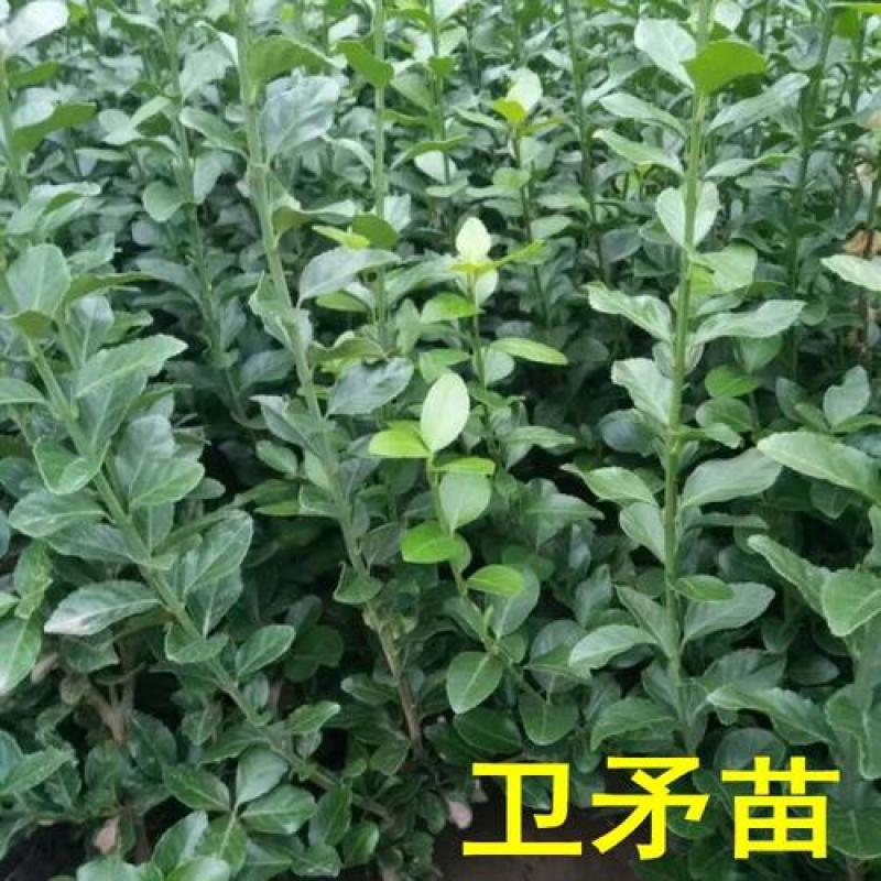 卫矛苗卫矛树苗绿化苗各种树苗四季常青工程绿化苗