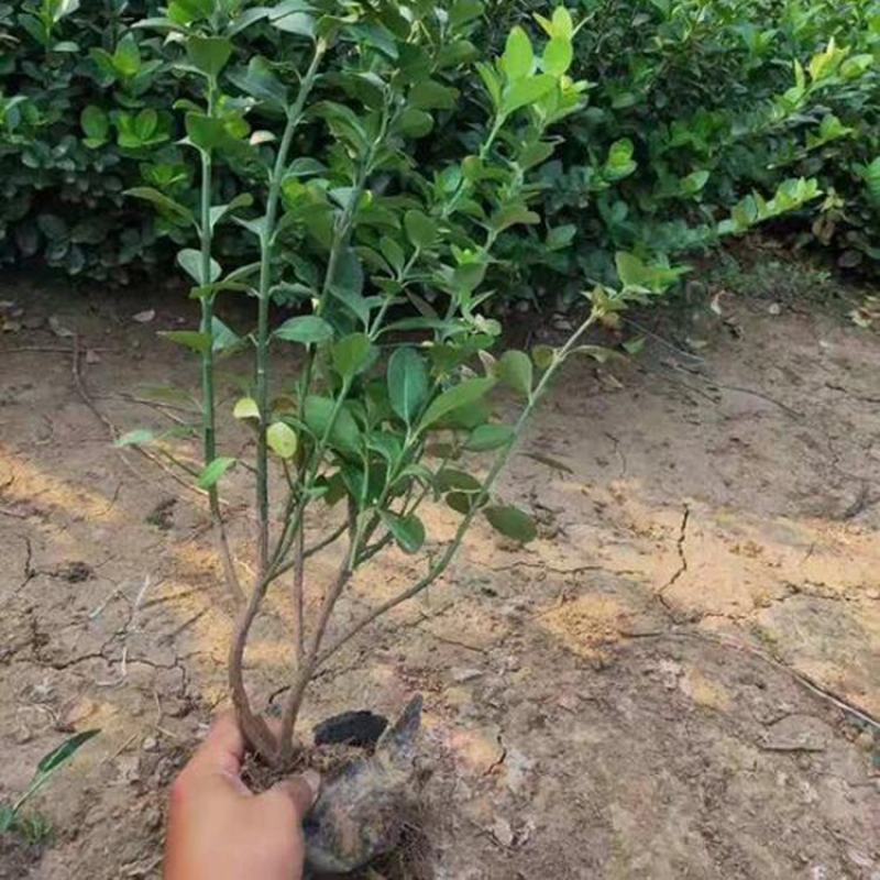 卫矛苗卫矛树苗绿化苗各种树苗四季常青工程绿化苗