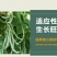 原厂包装四季豆种子高产早熟爬藤上架豆角农家田园春秋种籽