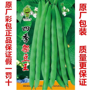 原厂包装四季豆种子高产早熟爬藤上架豆角农家田园春秋种籽