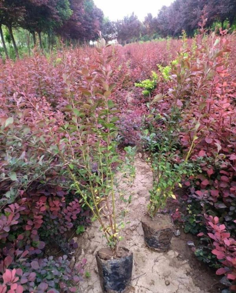 红叶小檗庭院绿化苗木红叶小檗苗耐寒花坛灌木篱笆树苗