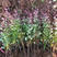 红叶小檗庭院绿化苗木红叶小檗苗耐寒花坛灌木篱笆树苗