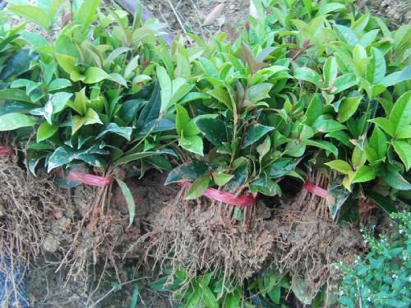 四季开花桂花树苗盆栽庭院绿化美观浓香型花卉绿植室内好养