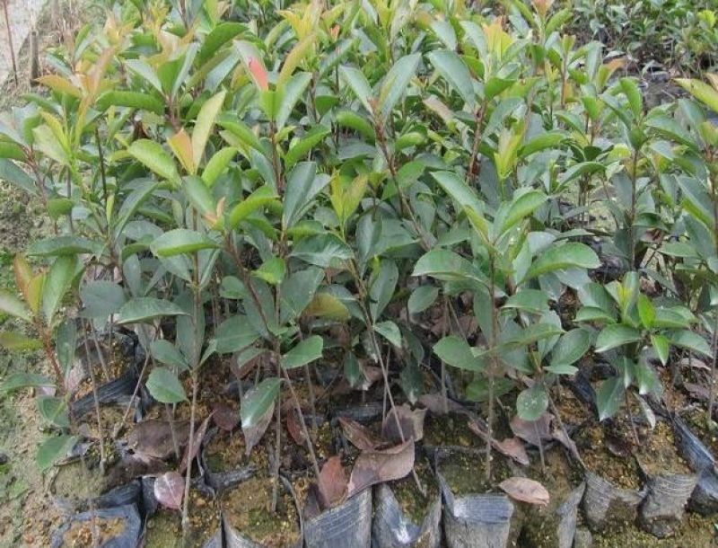 四季开花桂花树苗盆栽庭院绿化美观浓香型花卉绿植室内好养