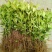 四季开花桂花树苗盆栽庭院绿化美观浓香型花卉绿植室内好养