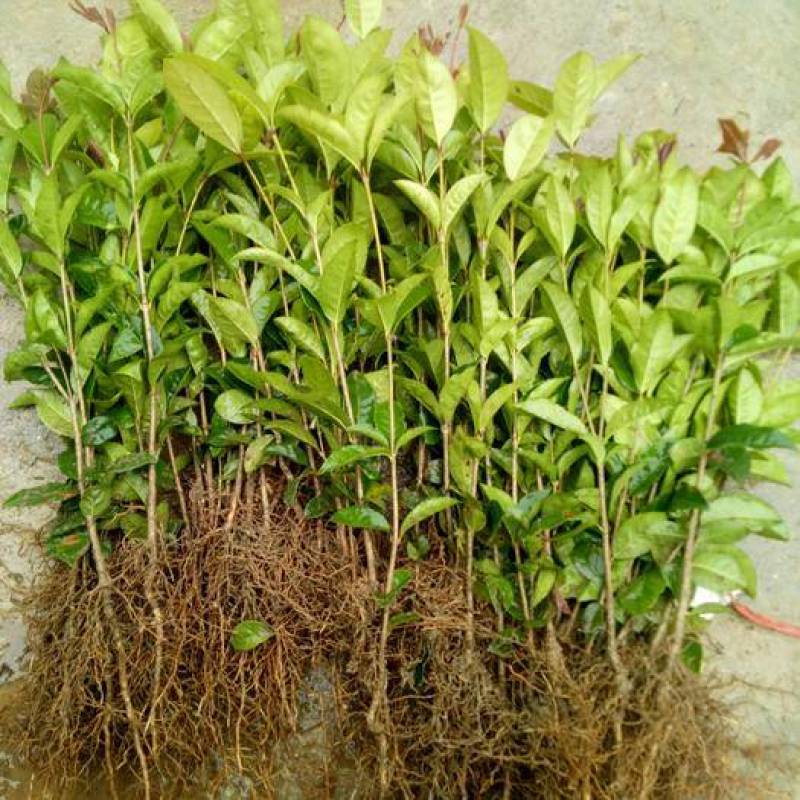 四季开花桂花树苗盆栽庭院绿化美观浓香型花卉绿植室内好养