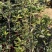 四季开花桂花树苗盆栽庭院绿化美观浓香型花卉绿植室内好养