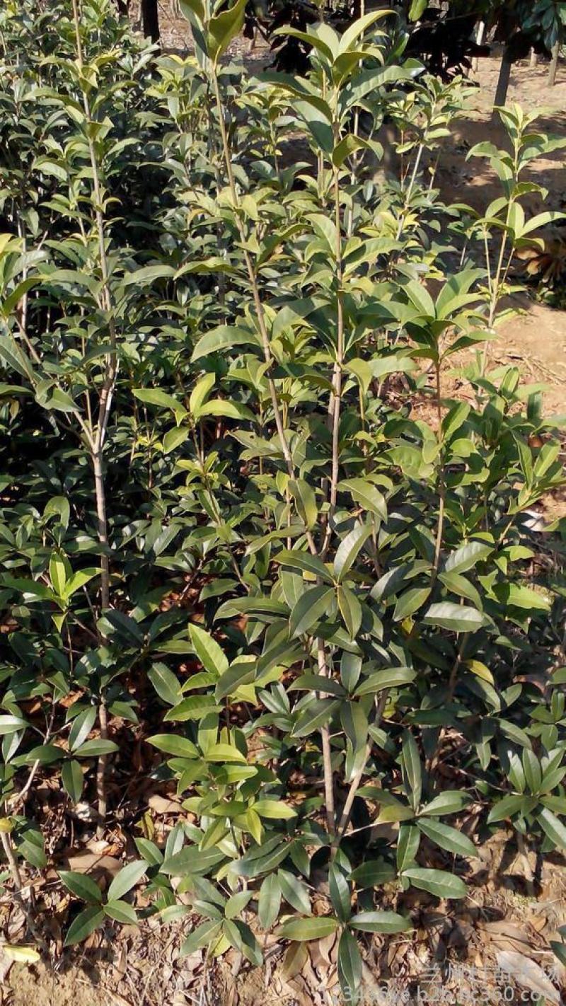 四季开花桂花树苗盆栽庭院绿化美观浓香型花卉绿植室内好养
