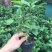 四季开花桂花树苗盆栽庭院绿化美观浓香型花卉绿植室内好养