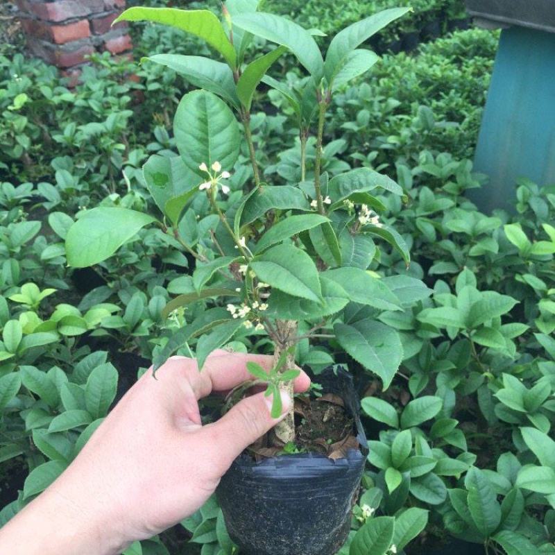 四季开花桂花树苗盆栽庭院绿化美观浓香型花卉绿植室内好养