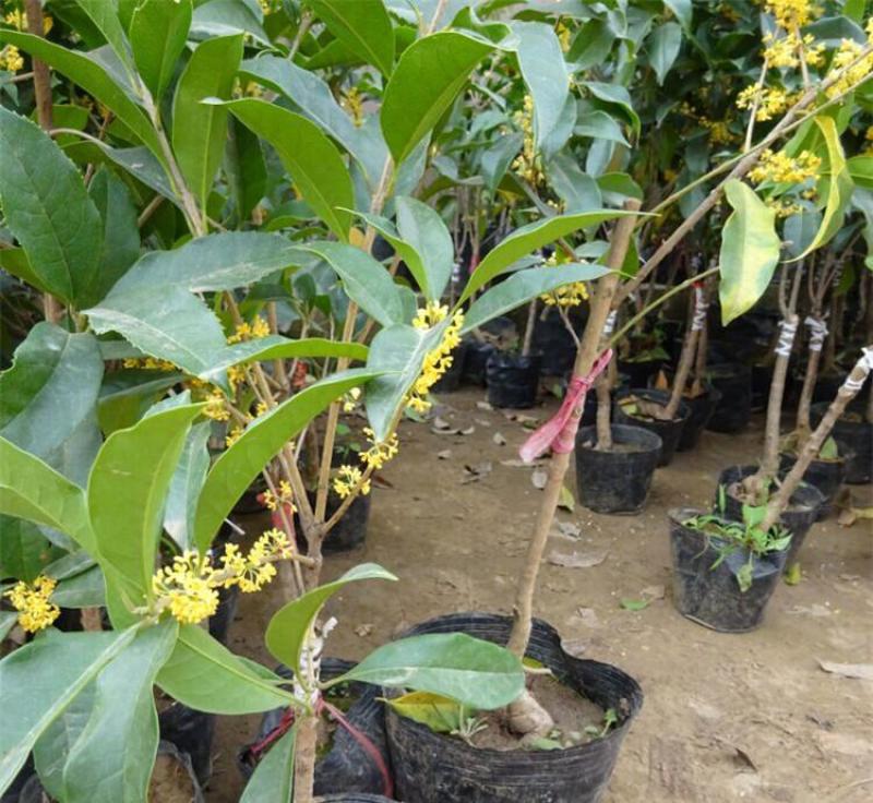 四季开花桂花树苗盆栽庭院绿化美观浓香型花卉绿植室内好养