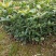 四季开花桂花树苗盆栽庭院绿化美观浓香型花卉绿植室内好养