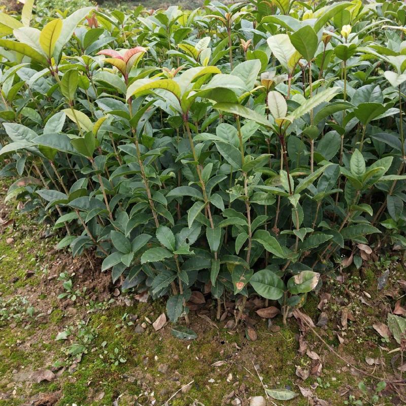 四季开花桂花树苗盆栽庭院绿化美观浓香型花卉绿植室内好养