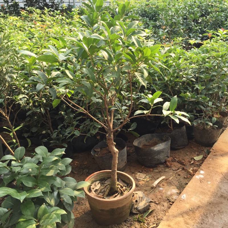 四季开花桂花树苗盆栽庭院绿化美观浓香型花卉绿植室内好养