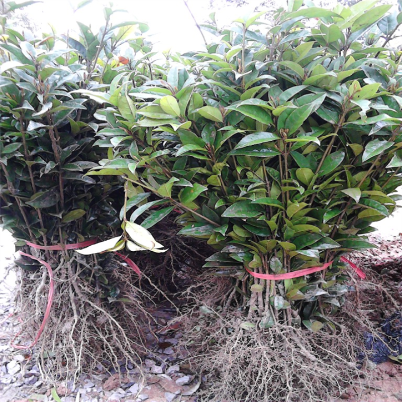 四季开花桂花树苗盆栽庭院绿化美观浓香型花卉绿植室内好养