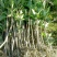 四季开花桂花树苗盆栽庭院绿化美观浓香型花卉绿植室内好养