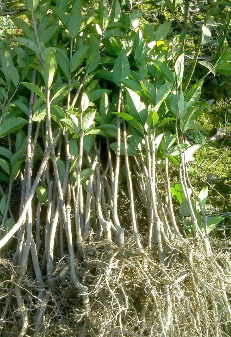 四季开花桂花树苗盆栽庭院绿化美观浓香型花卉绿植室内好养