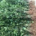 四季开花桂花树苗盆栽庭院绿化美观浓香型花卉绿植室内好养
