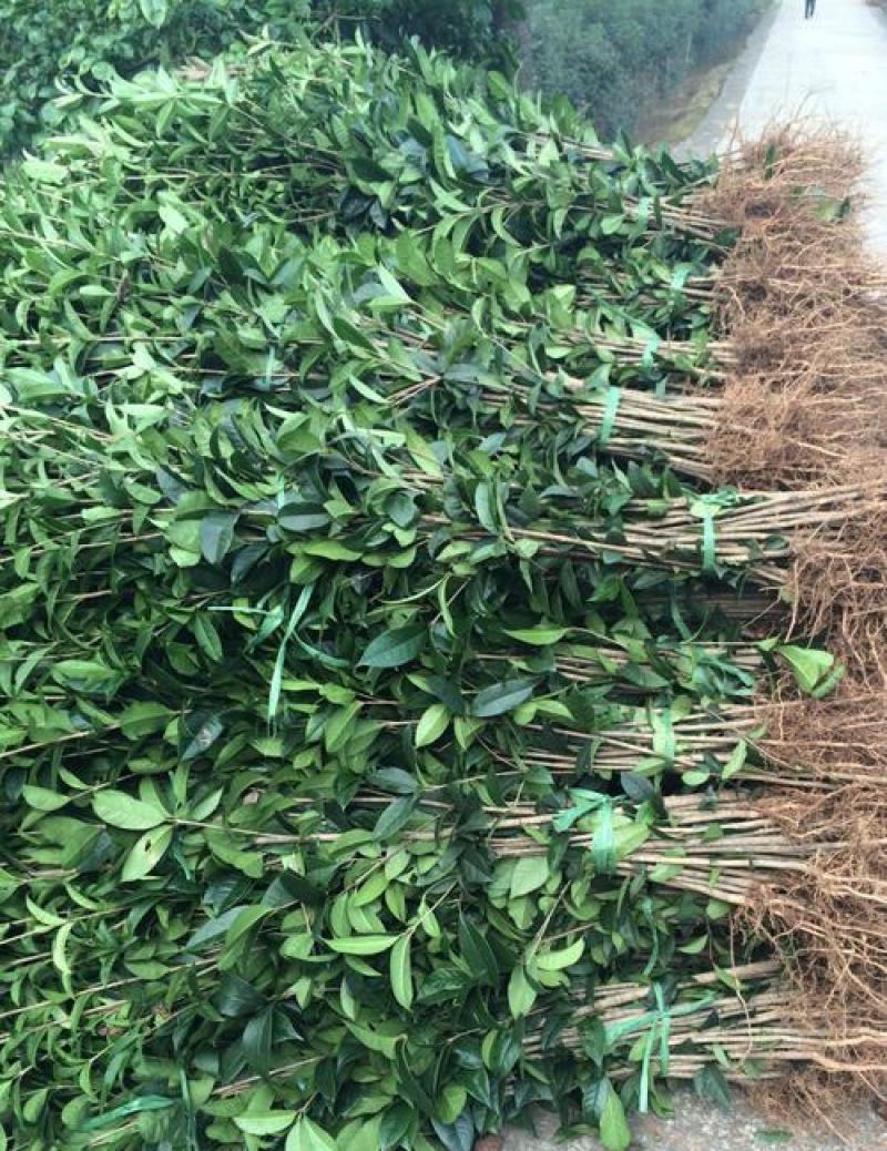 四季开花桂花树苗盆栽庭院绿化美观浓香型花卉绿植室内好养